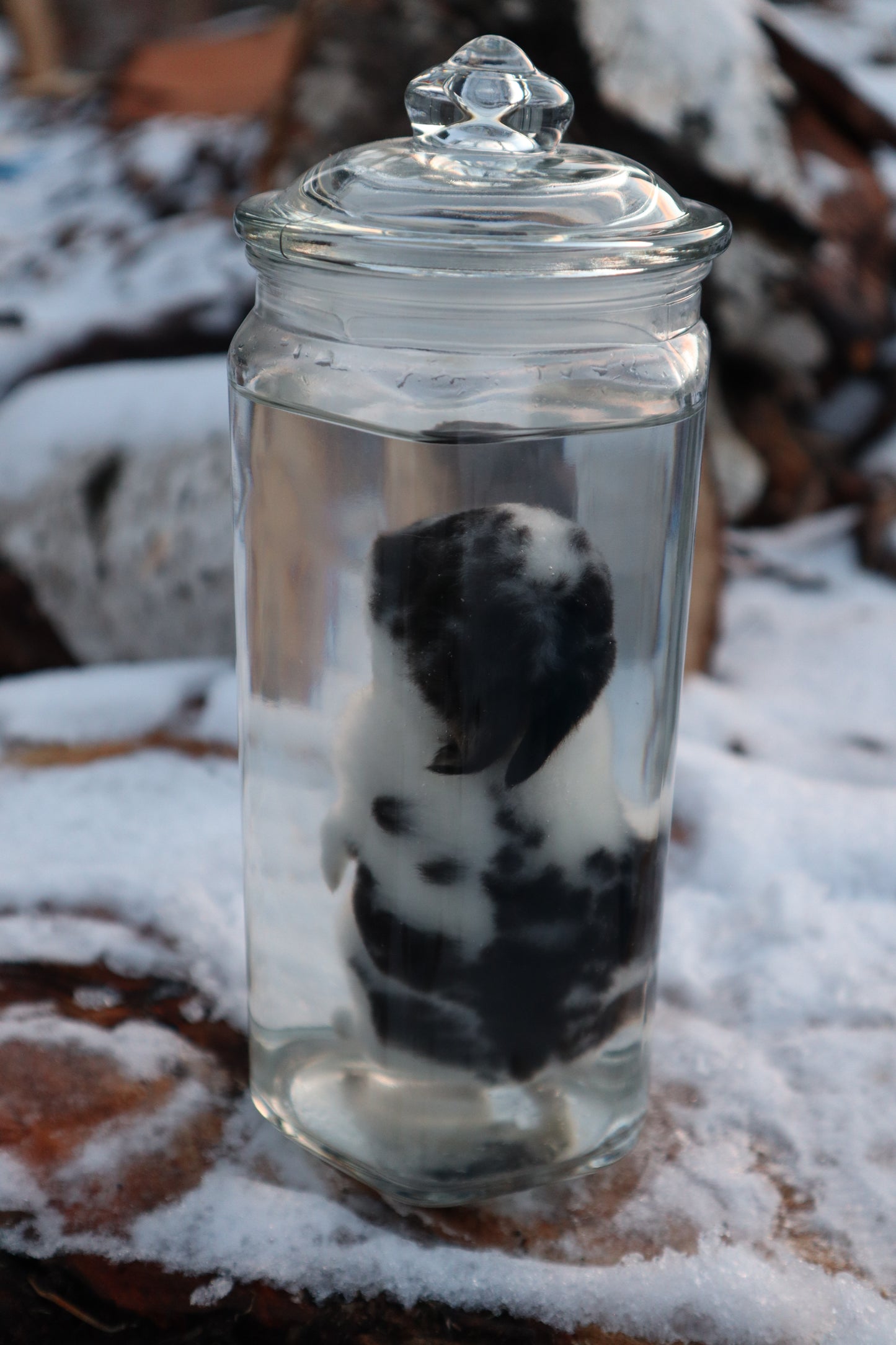 Black and White Baby Rabbit Wet Specimen