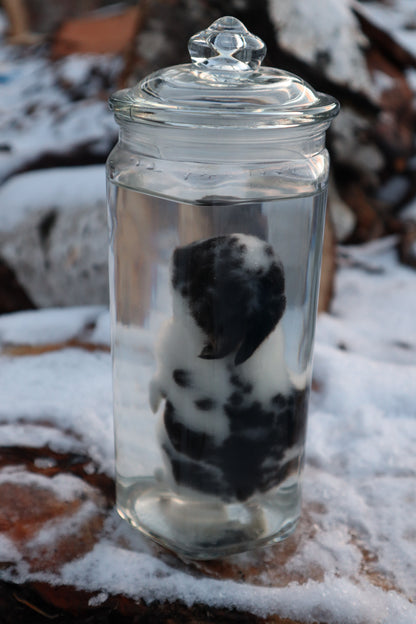 Black and White Baby Rabbit Wet Specimen