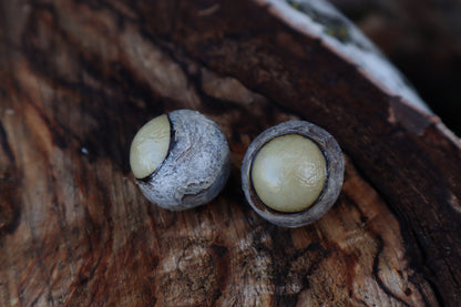 Dry Preserved Gray Wolf Eyeballs