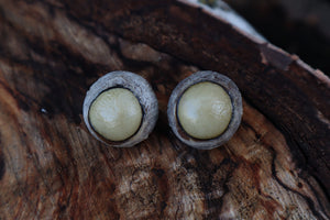 Dry Preserved Gray Wolf Eyeballs