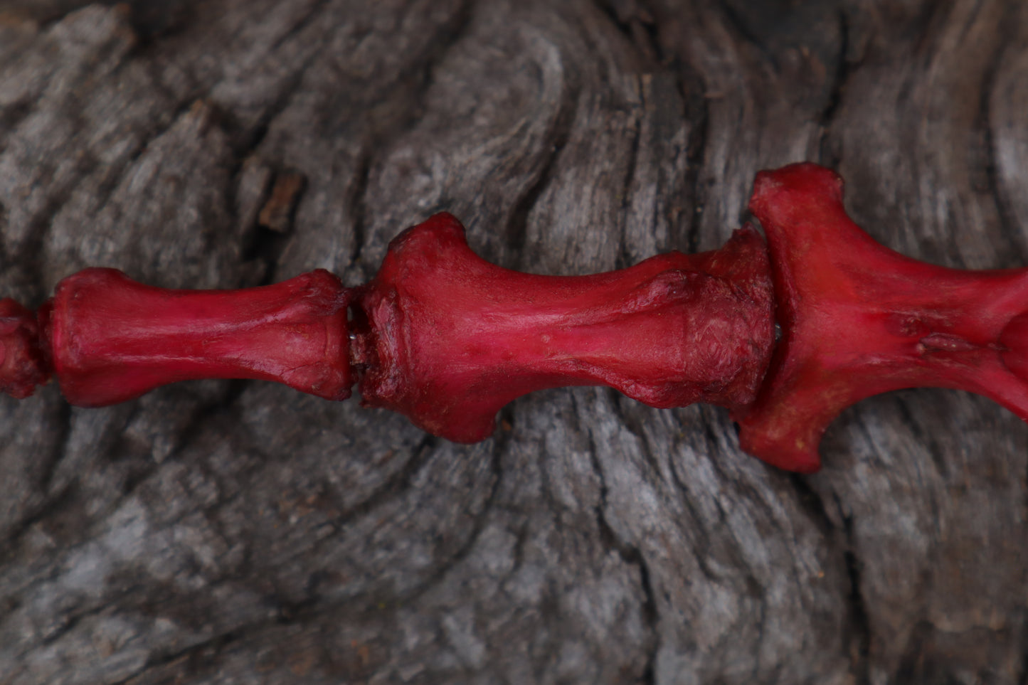 Naturally Stained Elk Tail Articulation