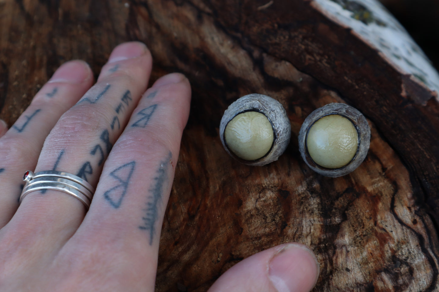 Dry Preserved Gray Wolf Eyeballs