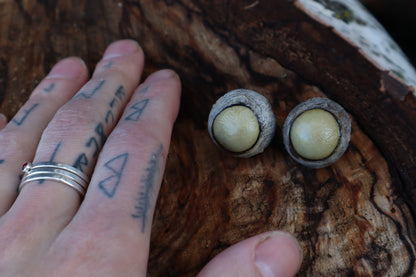 Dry Preserved Gray Wolf Eyeballs