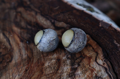 Dry Preserved Gray Wolf Eyeballs