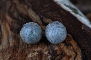 Dry Preserved Gray Wolf Eyeballs