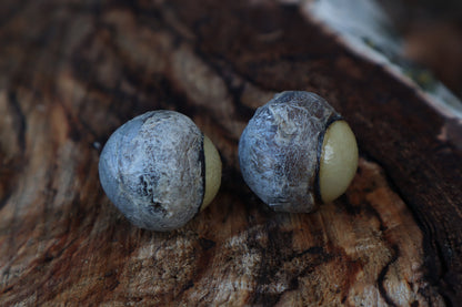 Dry Preserved Gray Wolf Eyeballs