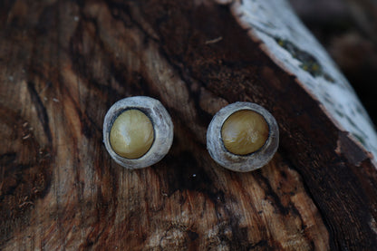 Dry Preserved Gray Wolf Eyeballs
