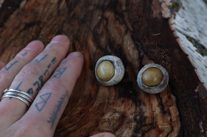 Dry Preserved Gray Wolf Eyeballs