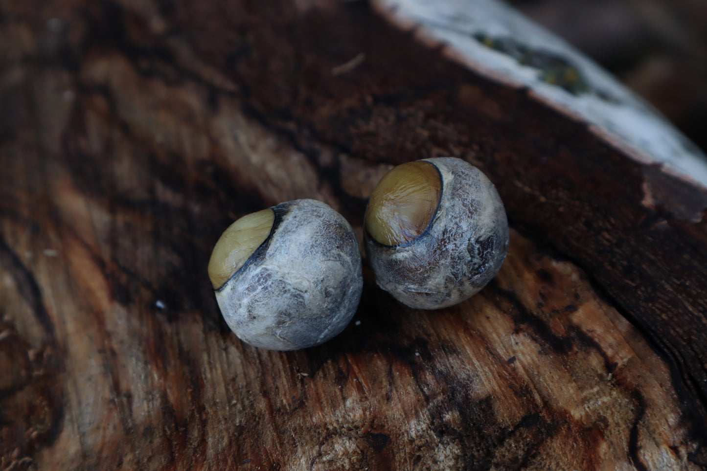 Dry Preserved Gray Wolf Eyeballs