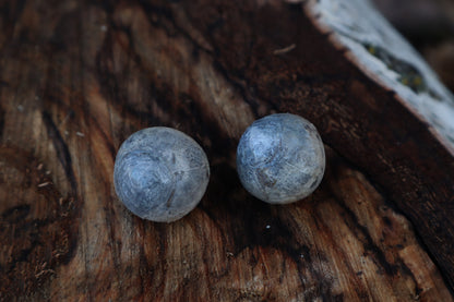 Dry Preserved Gray Wolf Eyeballs