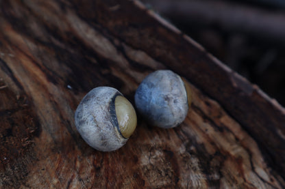 Dry Preserved Gray Wolf Eyeballs