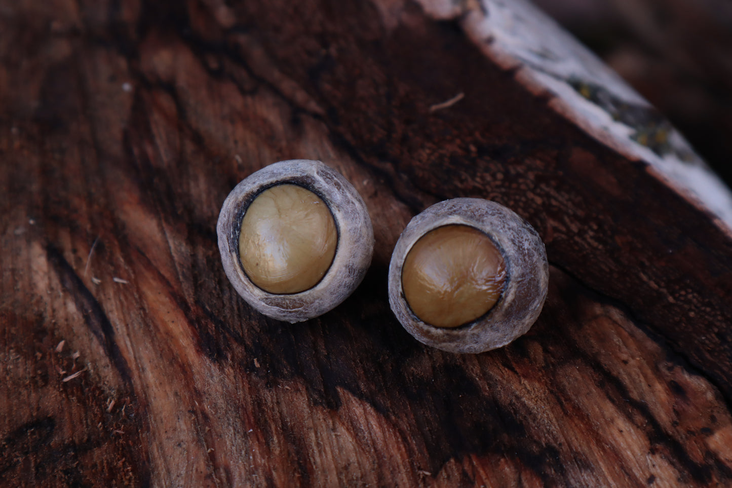 Dry Preserved Gray Wolf Eyeballs