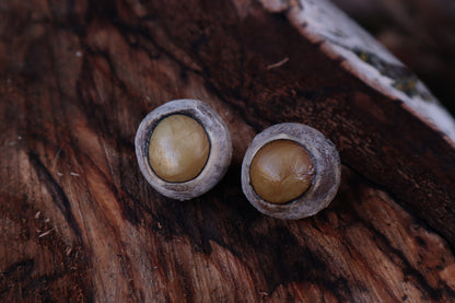 Dry Preserved Gray Wolf Eyeballs