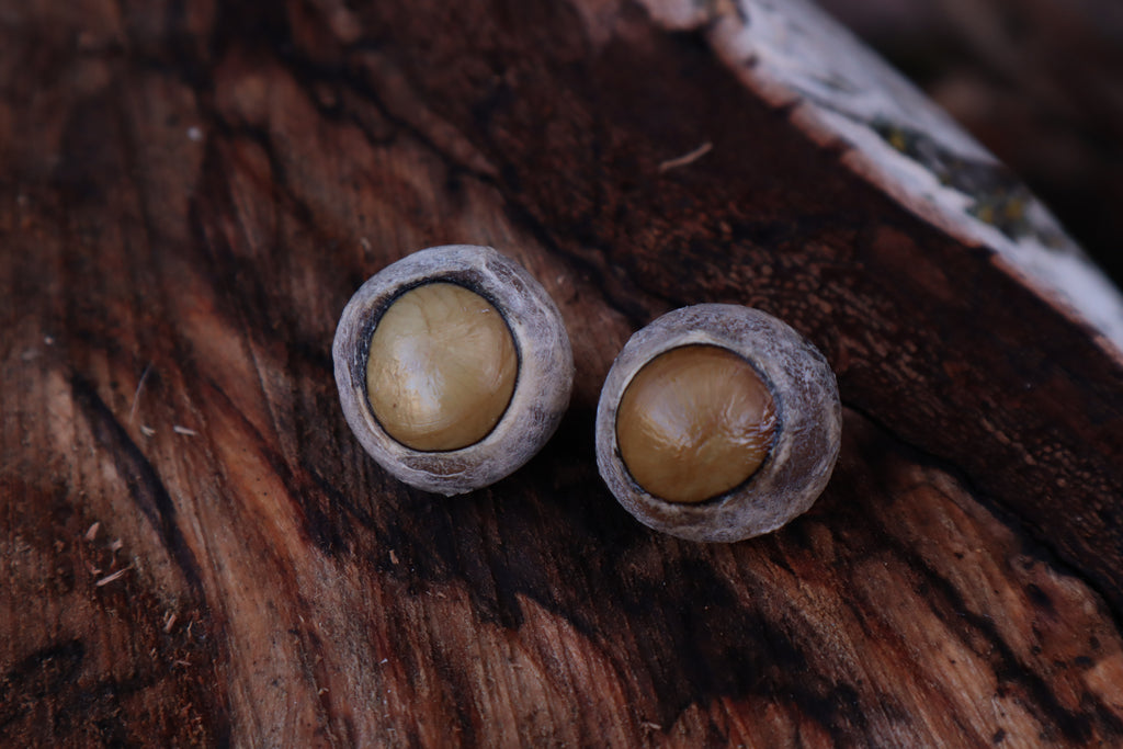 Dry Preserved Gray Wolf Eyeballs
