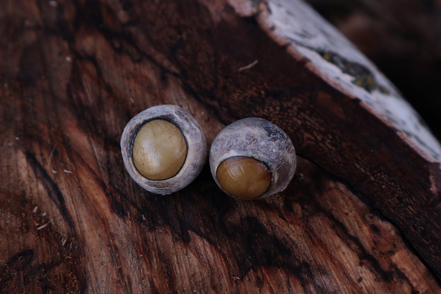 Dry Preserved Gray Wolf Eyeballs