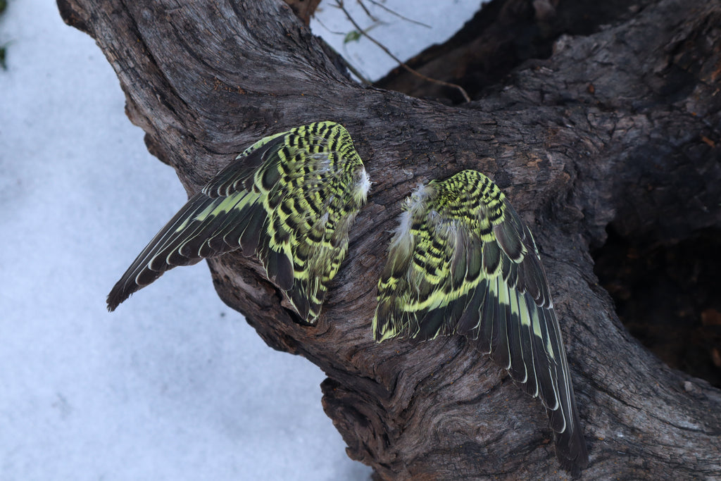 Dry Preserved Parakeet Wings