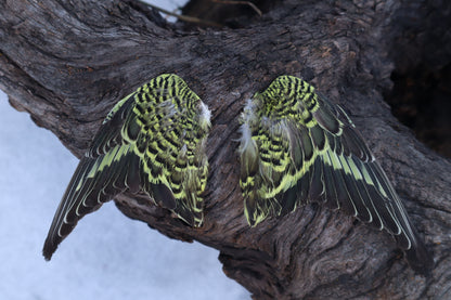 Dry Preserved Parakeet Wings