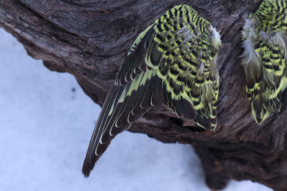 Dry Preserved Parakeet Wings