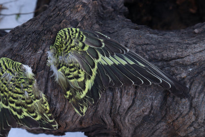 Dry Preserved Parakeet Wings