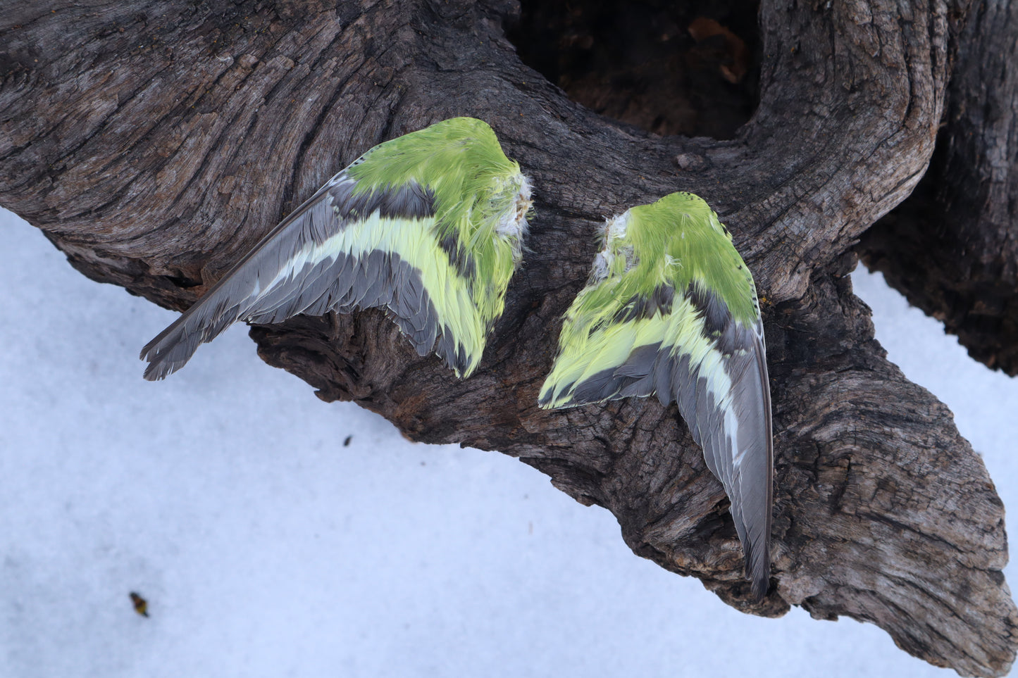 Dry Preserved Parakeet Wings