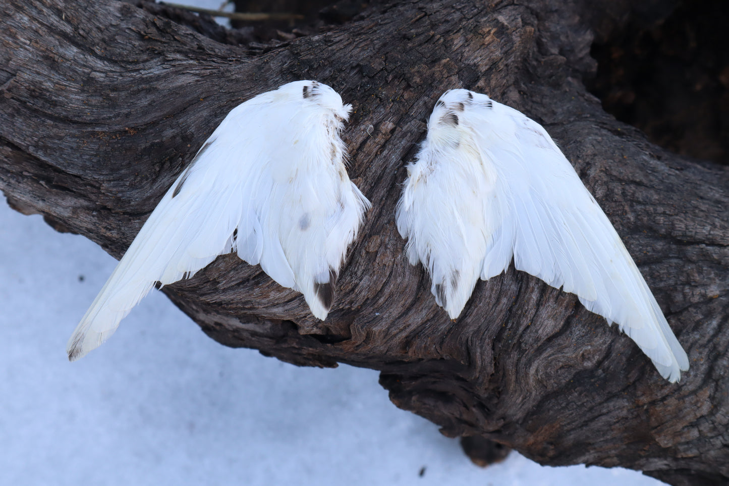 Dry Preserved Parakeet Wings