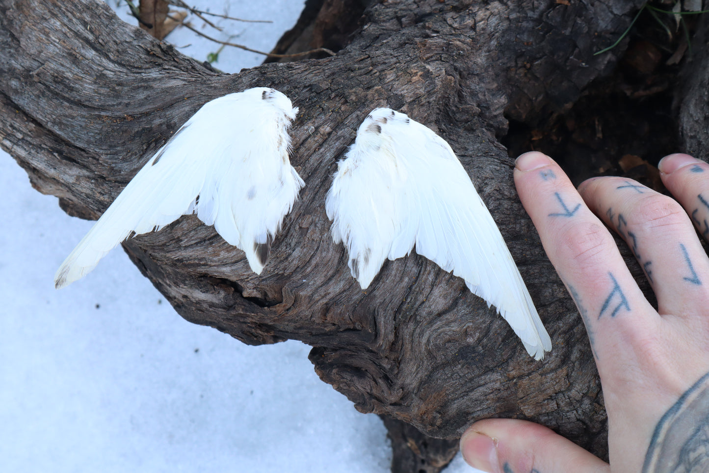 Dry Preserved Parakeet Wings