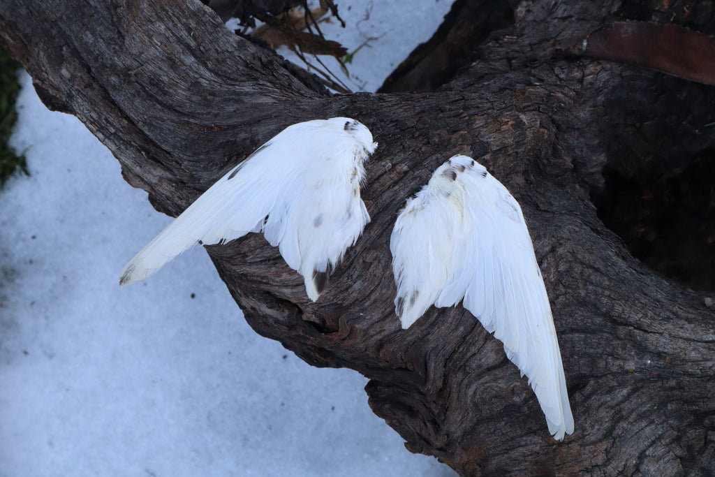 Dry Preserved Parakeet Wings