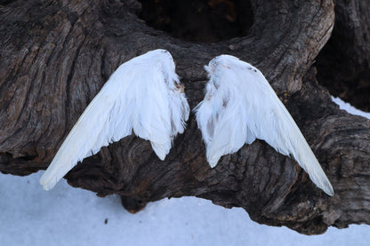 Dry Preserved Parakeet Wings