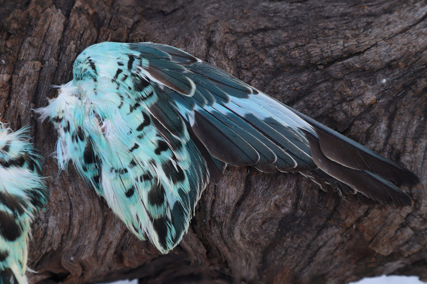 Dry Preserved Parakeet Wings