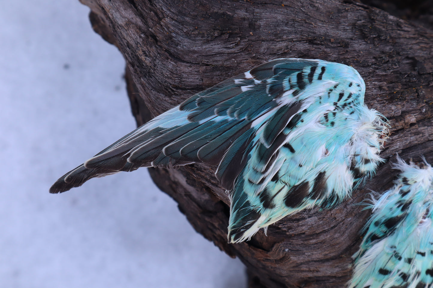 Dry Preserved Parakeet Wings