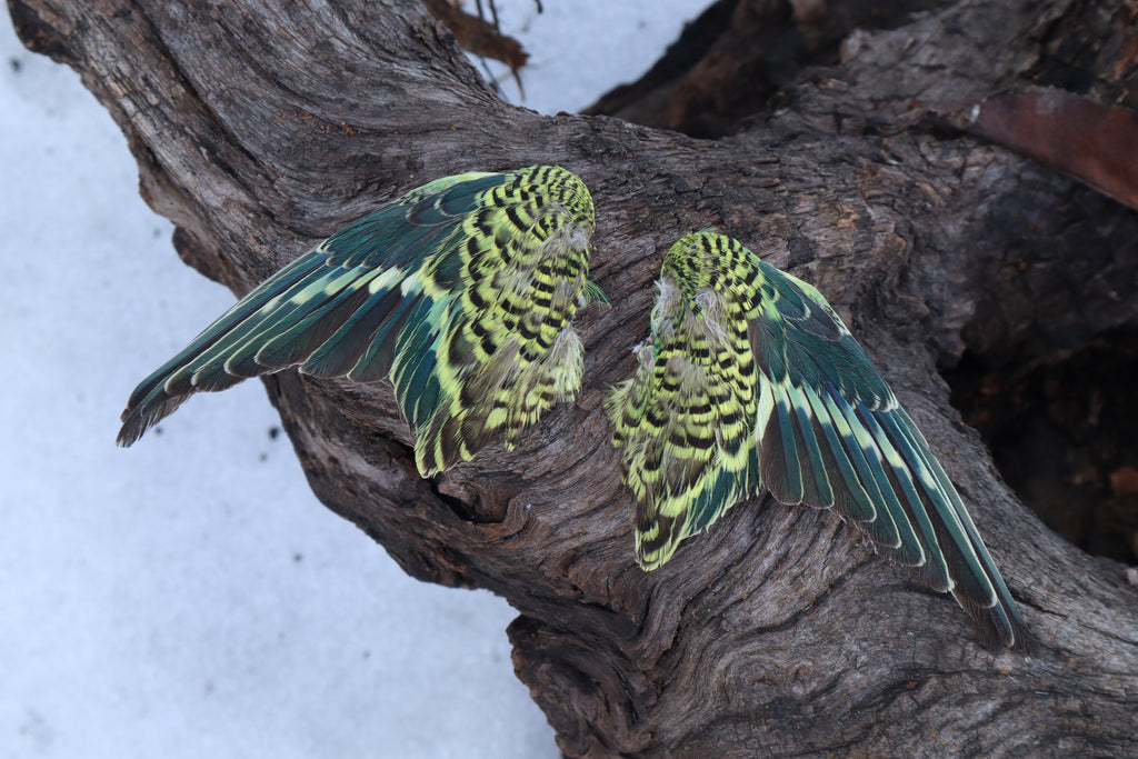 Dry Preserved Parakeet Wings