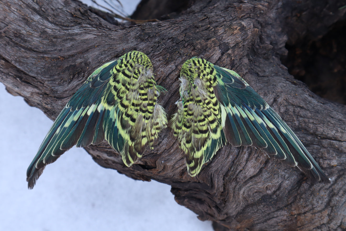 Dry Preserved Parakeet Wings