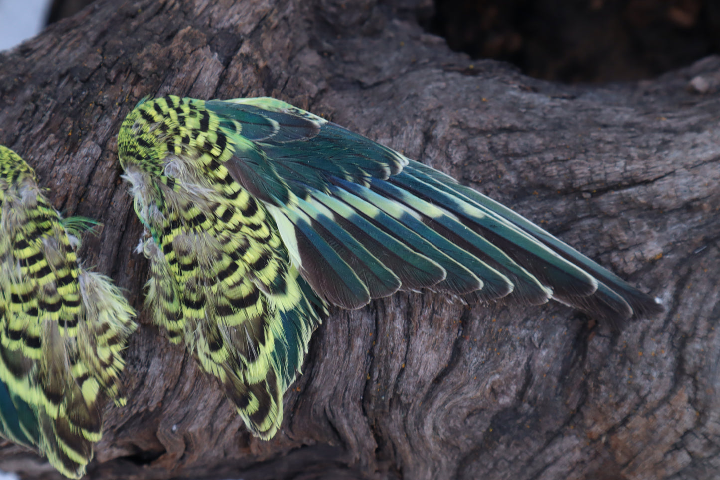 Dry Preserved Parakeet Wings