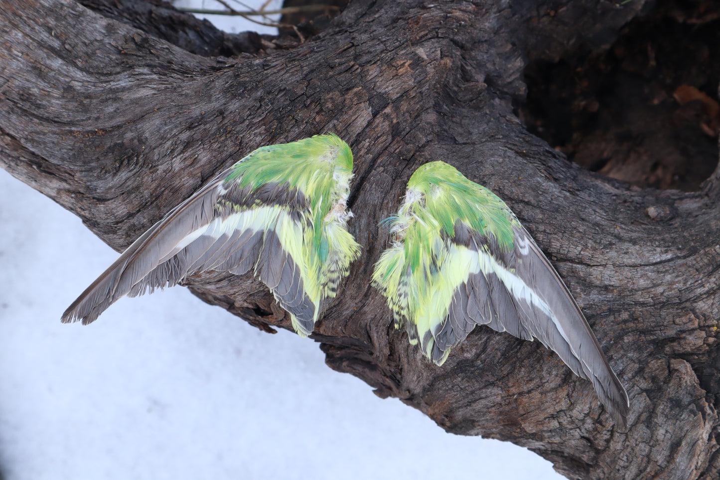 Dry Preserved Parakeet Wings