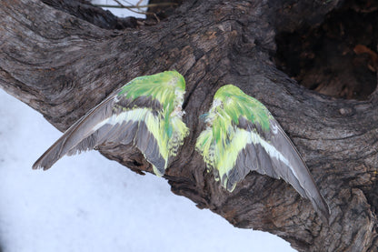 Dry Preserved Parakeet Wings