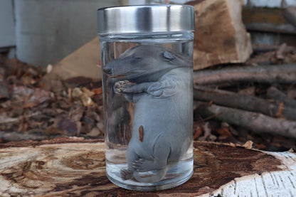 Fetal Raccoon Wet Specimen
