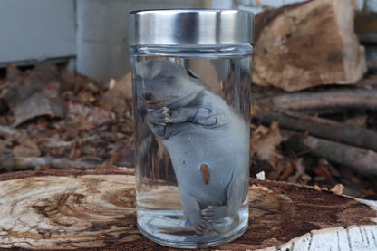 Fetal Raccoon Wet Specimen