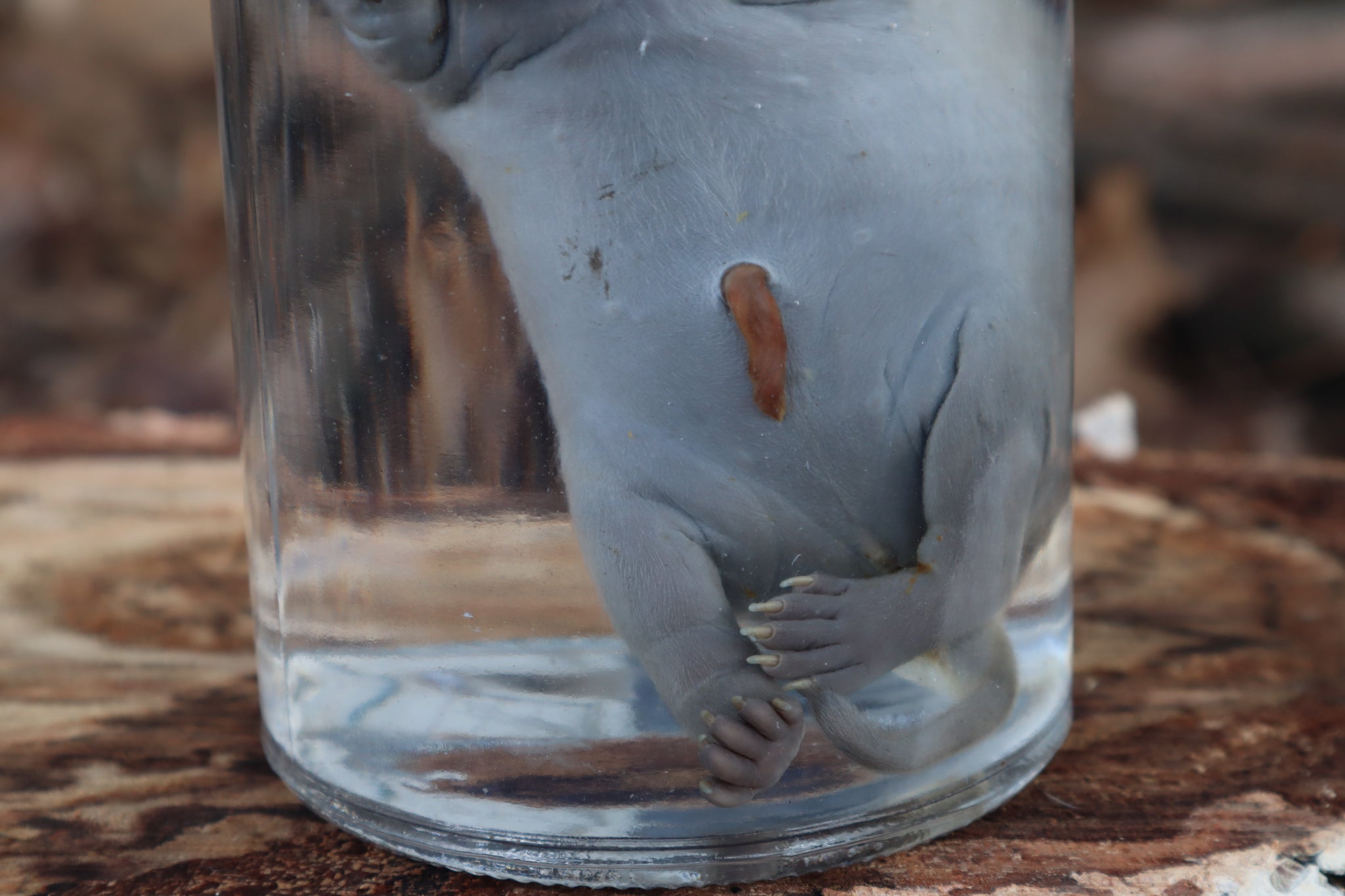 Fetal Raccoon Wet Specimen