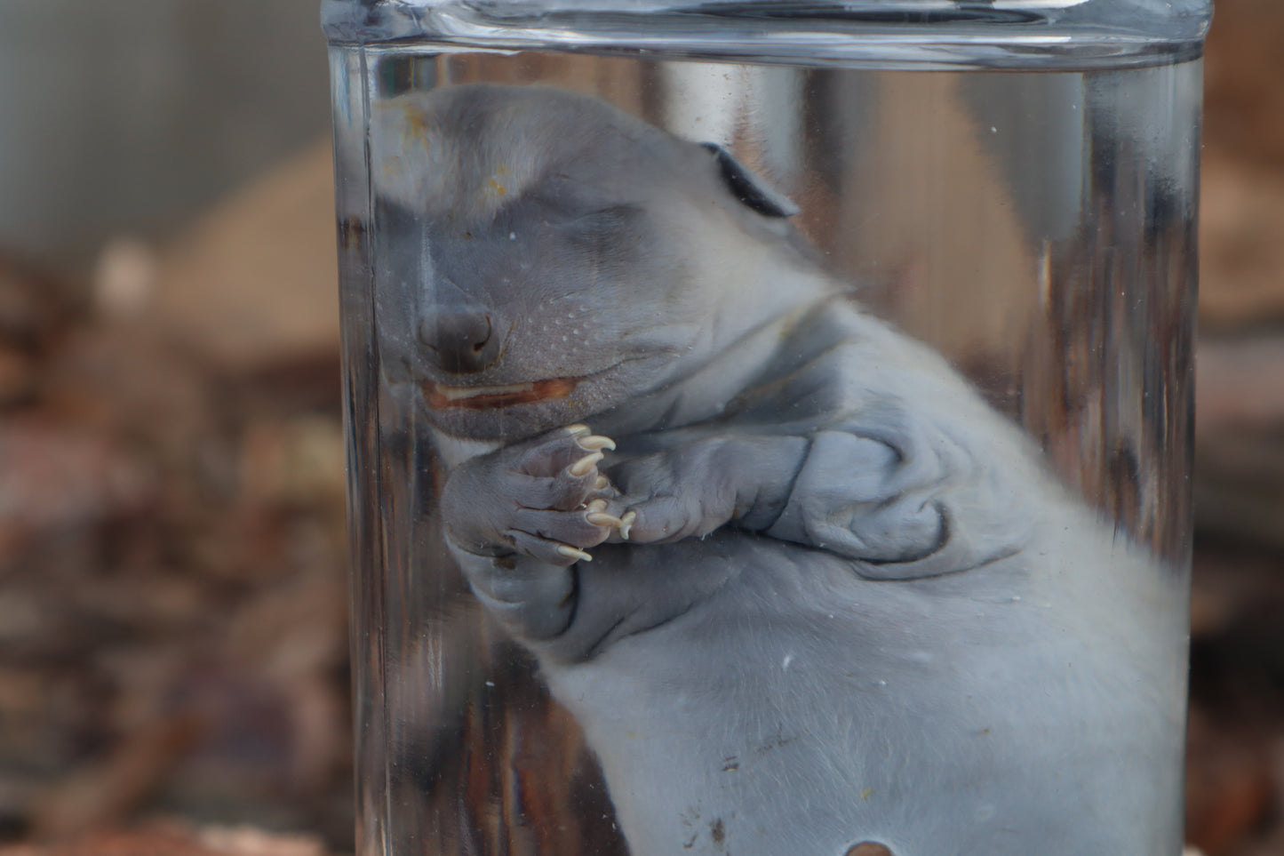 Fetal Raccoon Wet Specimen