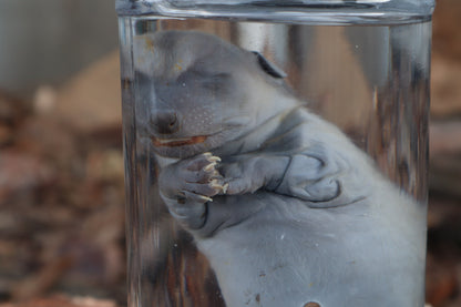 Fetal Raccoon Wet Specimen