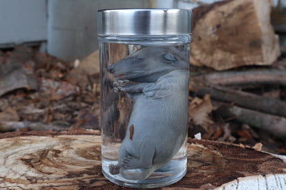 Fetal Raccoon Wet Specimen
