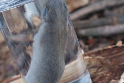 Fetal Raccoon Wet Specimen