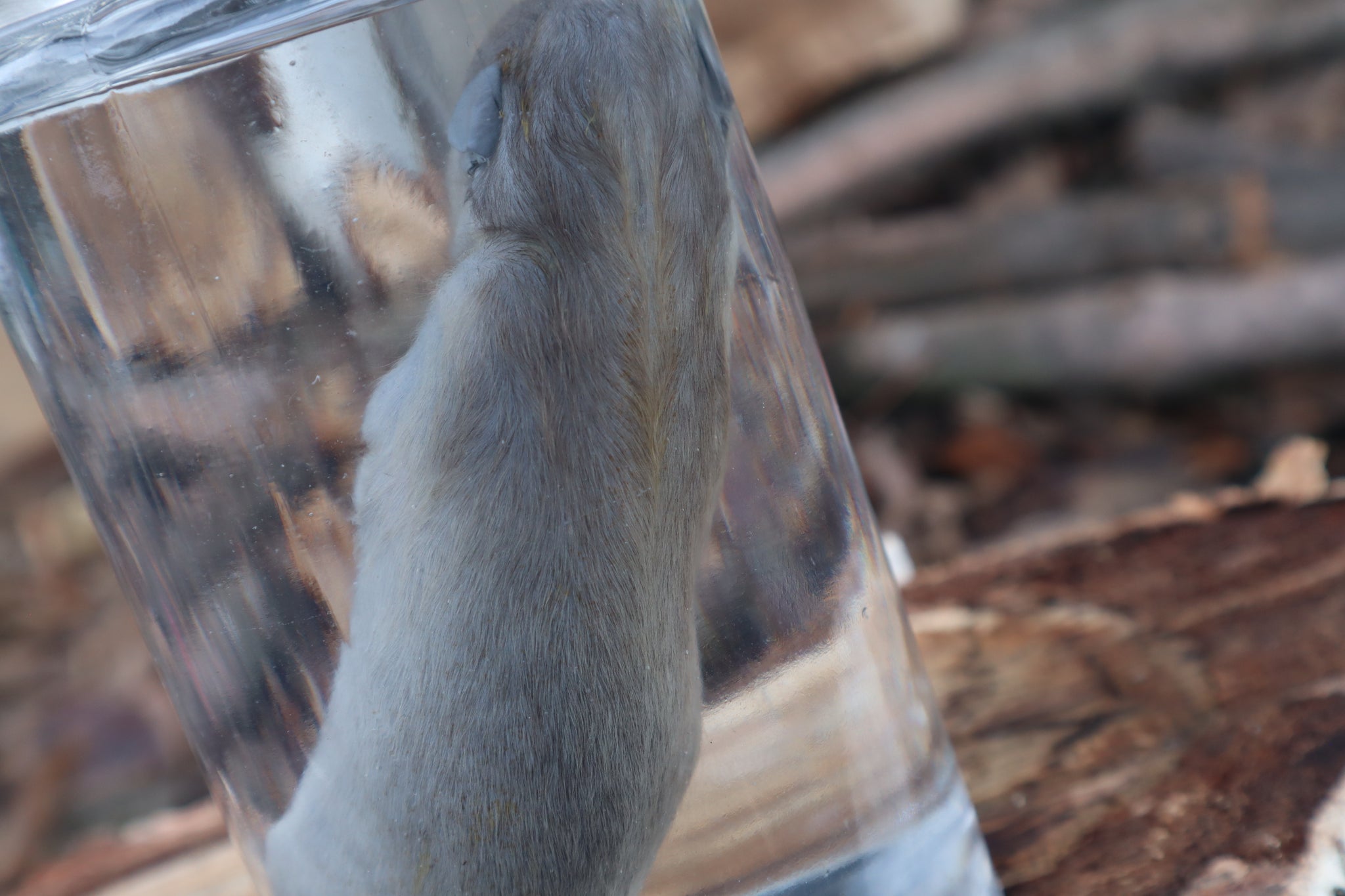 Fetal Raccoon Wet Specimen