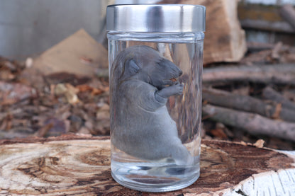 Fetal Raccoon Wet Specimen