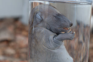 Fetal Raccoon Wet Specimen