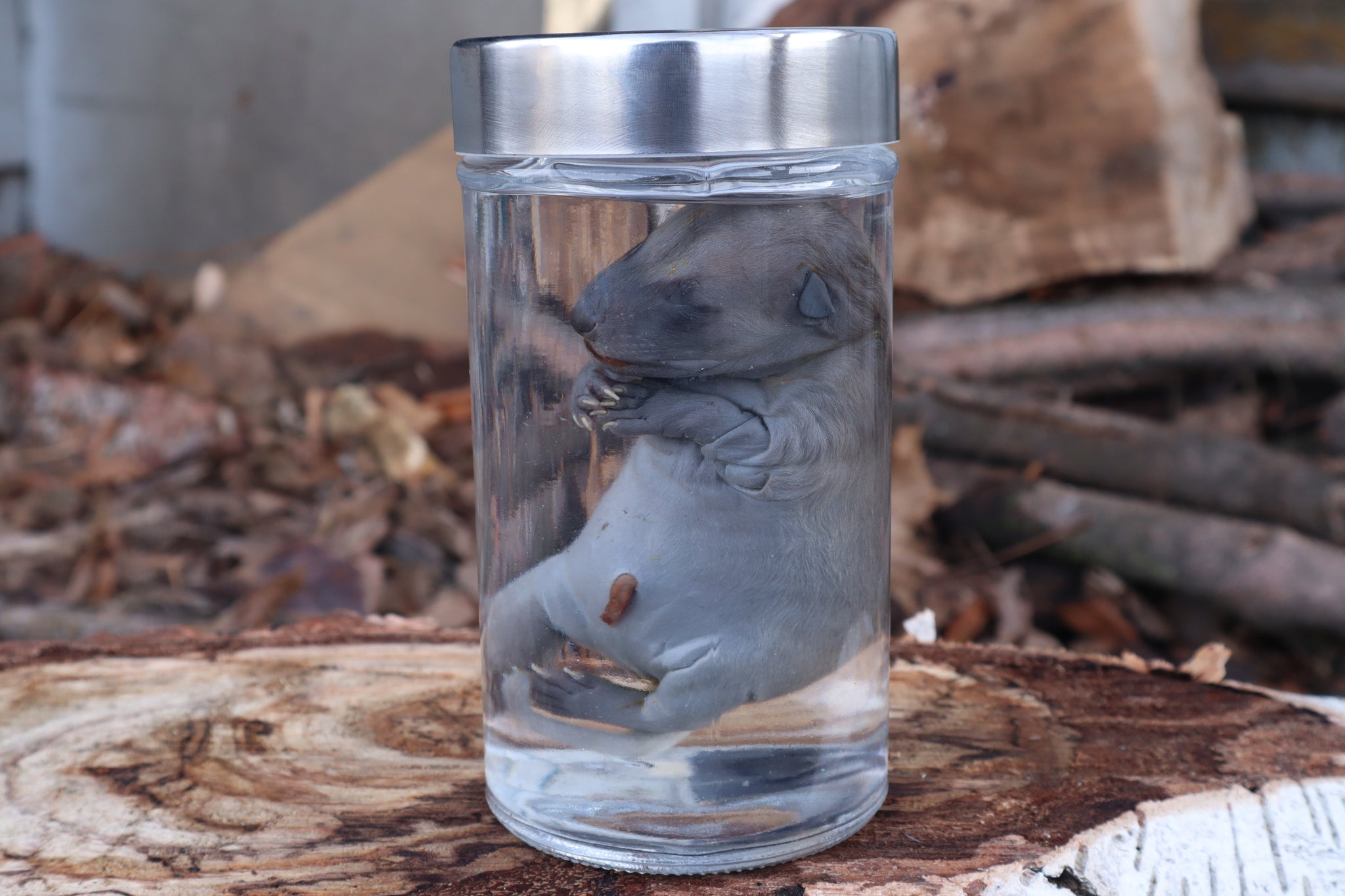 Fetal Raccoon Wet Specimen