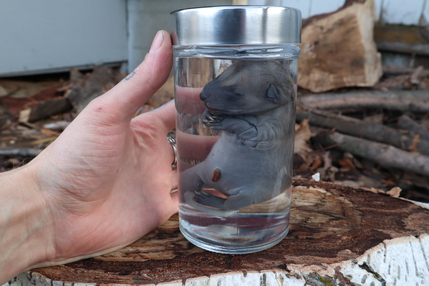 Fetal Raccoon Wet Specimen