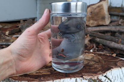 Fetal Raccoon Wet Specimen