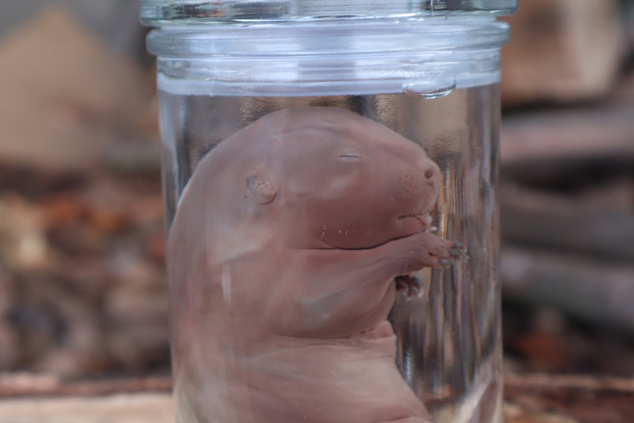 Fetal Beaver Wet Specimen