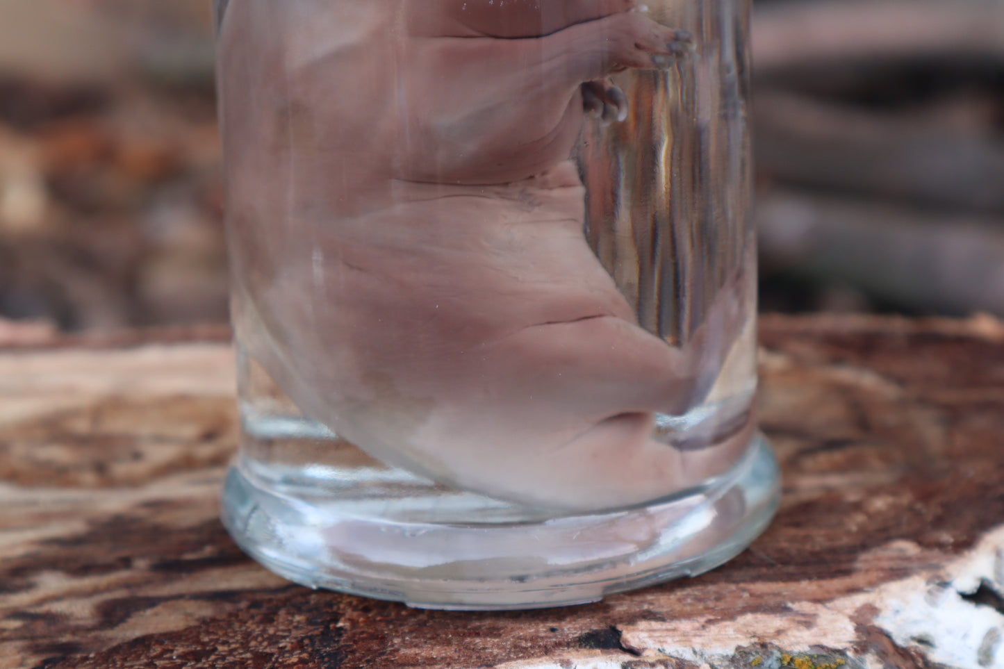 Fetal Beaver Wet Specimen